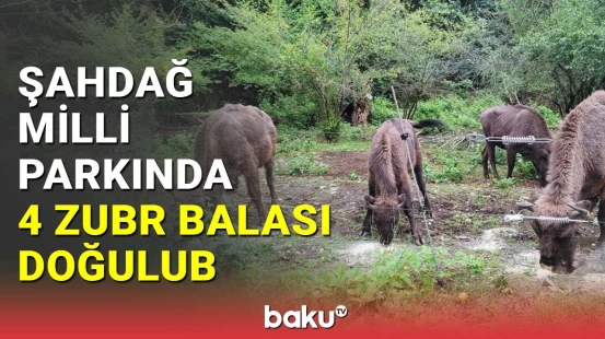 Şahdağ Milli Parkında 4 zubr balası doğulub