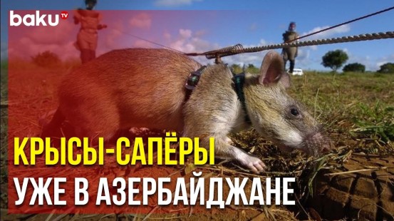 Крысы-Сапёры Будут Привлечены к Процессу Разминирования Освобождённых Территорий