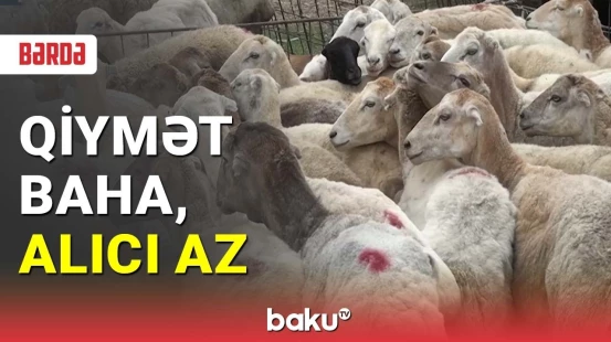 Bayramqabağı heyvan bazarında son vəziyyət