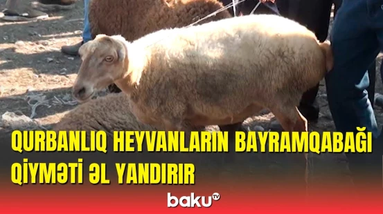 Göyçayda heyvan bazarında qiymətlər əl yandırır