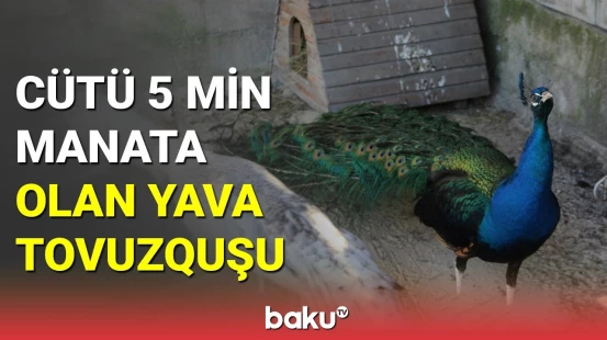 Cütü 5 min manata olan yava tovuzquşu
