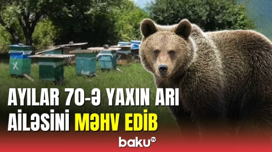 Balakəndə ayılar  70-ə yaxın arı ailəsini məhv edib