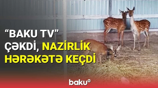 Acınacaqlı vəziyyətdə saxlanılan heyvanlar xilas oldu