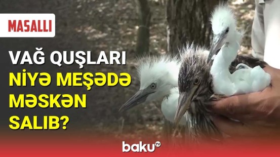 Masallıda Vağ quşları meşədə məskən salıb