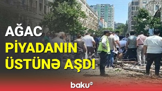 Bakının mərkəzində ağac piyadanın üstünə aşdı