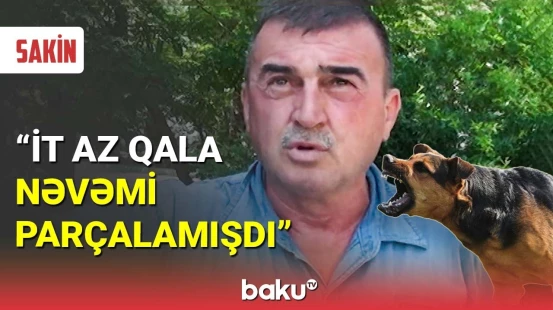 Mingəçevirdə sahibsiz itlər sakinlərin kabusuna çevrilib