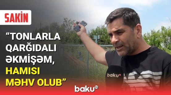 Bərdədə hektarlarla sahədə əkilən məhsul susuzluqdan yanıb