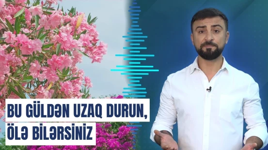 Bakıda zəhərli bitki insanlara təhlükə yaradır