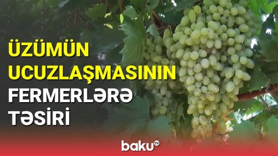 Azərbaycanda üzüm qıtlığı yarana bilər