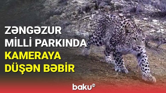 Zəngəzur Milli Parkında bəbir görüntüləndi