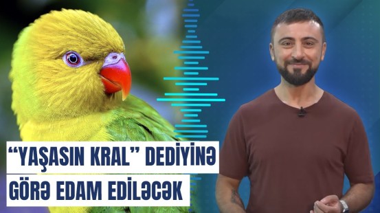 Edam edilən heyvanlar: it və arılara niyə ölüm hökmü verildi?