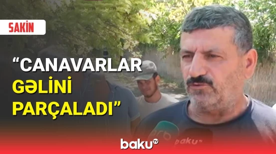 Ağdaşda canavarların hücumu sakinləri qorxuya salıb