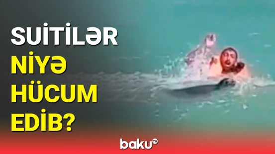 Xəzərdə suitilərin hücumuna səbəb nə olub?