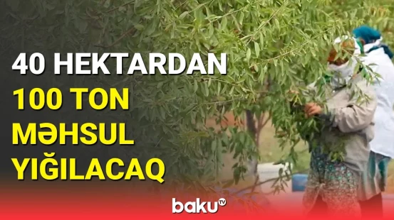 İsmayıllıda badam yığımı davam edir