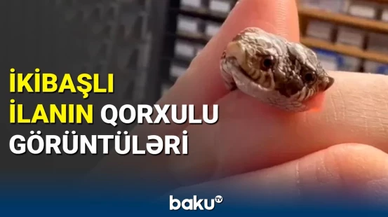 Böyük Britaniyada donuzburunlu ilan doğuldu