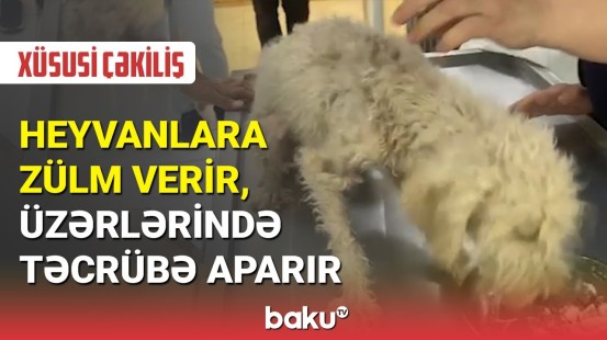 Heyvanlara qarşı görülməmiş vəhşiliyi edib satan şəxsin görüntüləri