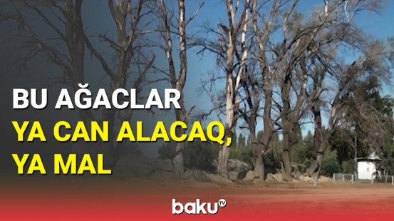 Sakinlər hər an ölə və susuz qala bilər: kəndi fəlakətlə üz-üzə qoyan ağaclar