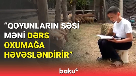 Gündəm olan məktəbli: Həm dərsimi edirəm, həm də qoyunlara qulluq edirəm