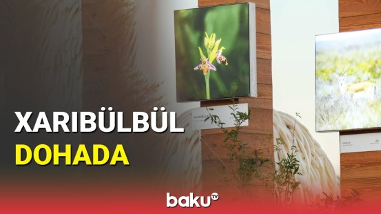 Azərbaycan mədəniyyəti Dohada sərgilənib: beynəlxalq sərgi işə başladı