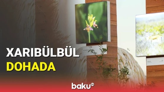 Azərbaycan mədəniyyəti Dohada sərgilənib: beynəlxalq sərgi işə başladı
