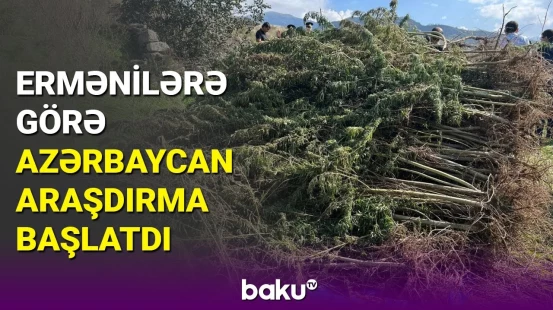 Ağdamda 10 hektar sahədə narkotik plantasiyası aşkarlandı: Xüsusi üsulla qorunurmuş