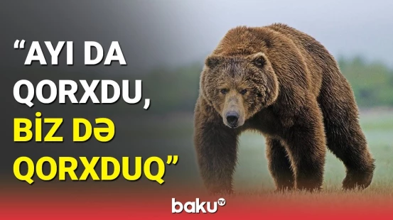 Qaxda ayı kişiyə hücum etdi: Sarıbaşda qorxulu hadisə
