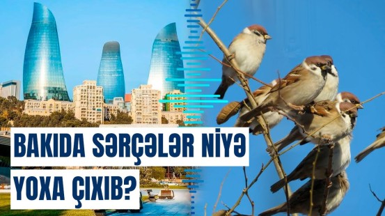 Səbəb açıqlandı: Bakıda sərçələrin sayı niyə azalıb?