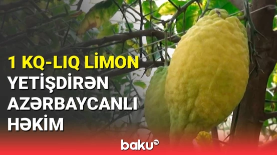 Aranlı həkimin bağda əkdikləri təəccüb yaratdı: Becərmə üsulundan danışdı