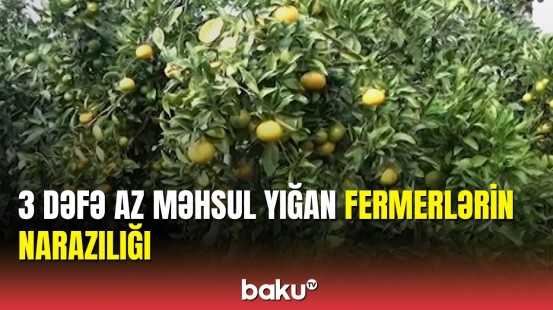 Naringi yığımında narazılıq: Məhsul qalıb, satmaqda çətinlik çəkirik