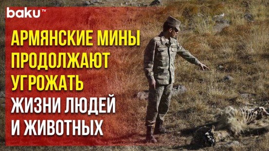 Хикмет Гаджиев поделился фотографиями бурого медвежонка, погибшего в результате взрыва мины в Лачине