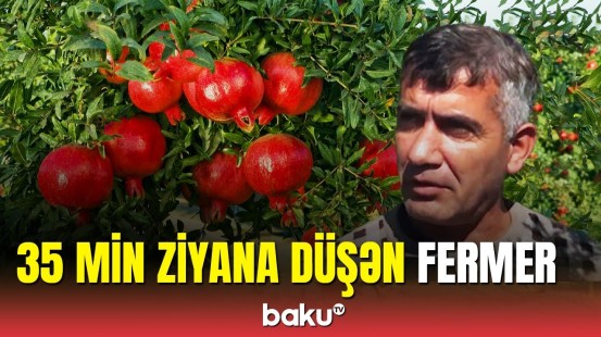 Kürdəmirdə fermərlər çıxılmaz halda: Tonlarla nar yararsız hala düşüb