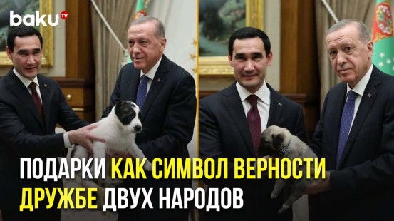 Эрдоган и Бердымухамедов подарили друг другу щенков национальных пород собак