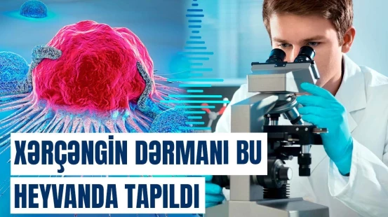 Xərçəngin müalicəsində inqilab: xəstəliyi bitirən vasitə heyvanda tapıldı