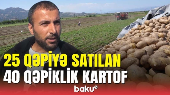 Fermerlər çətin vəziyyətdə: kartofları niyə saxlaya bilmirlər?