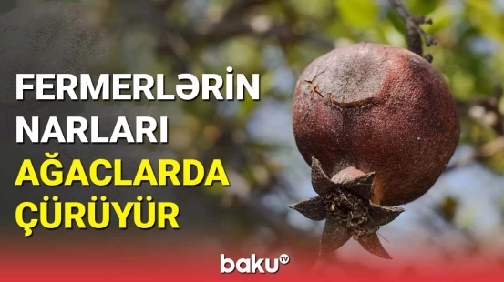 Narlar fermerlərin əlində qaldı: Fermerlər çətin vəziyyətdə