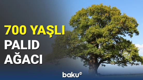 Türkiyədə 700 illik ağac: 28 metrlik palıd ağacı