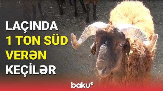 Laçında Rusiya və Türkiyədən gətirilən keçilər: Zerti kəndində 5 seleksiya mərkəzi