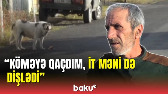 Zaqatalada it bir gündə 7 nəfəri dişlədi