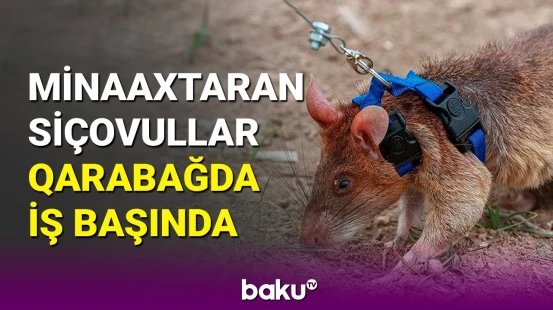 Siçovullar Ağdamda mina axtarır: iş saatları itlərdən daha azdır