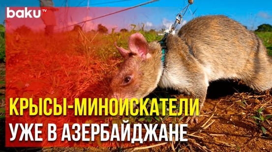 Вугар Сулейманов рассказал, чем крысы в разминировании лучше собак