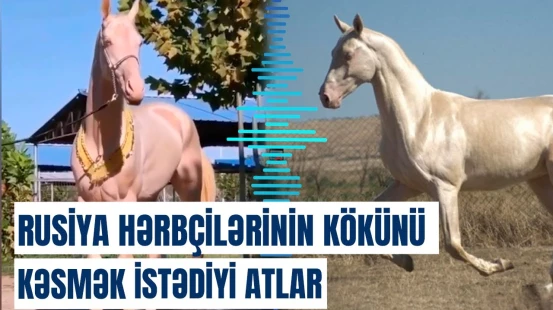 4000 il yaşı olan Axaltəkə atlarının kökünü niyə kəsmək istəyirdilər?