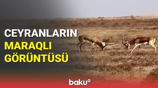 Ceyranların məskəni Şirvan Milli Parkından maraqlı görüntü