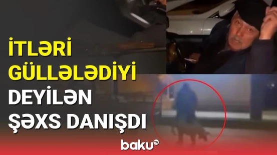 İt cəsədləri küçələrdə | Gəncədə kişi itləri güllələyib?