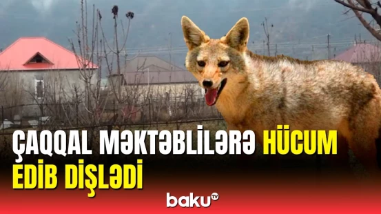 Çaqqal 5 nəfəri yaraladı | Zaqatalada hadisə