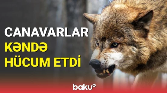 Canavarların hücum etdiyi kəndin sakinləri danışdı | Ucarda hadisə