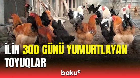 Mingəçevirdə xarici cins quşlar saxlayan təsərrüfatçı "Baku TV"yə danışdı