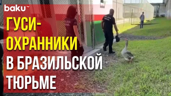 Оригинальная система охраны применяется в тюрьме города Флорианополис: заключённых охраняют гуси