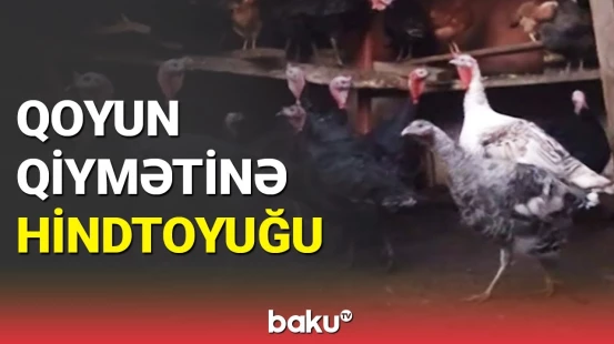 Yüksək qiymətə satılan hindtoyuğu alıcı qıtlığına səbəb oldu