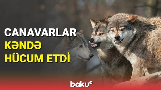 Canavarların hücumu | Çoxlu sayda heyvan tələf oldu