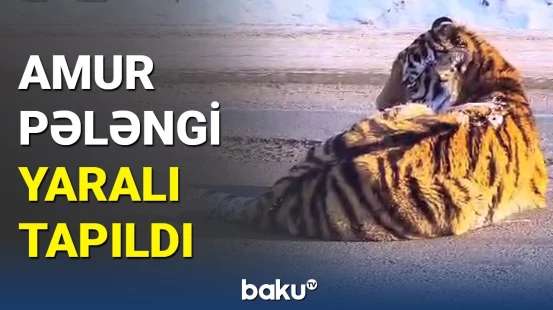Rusiyada Amur pələngi ağır yaralı halda tapılıb